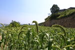 坡地谷子田田园风光