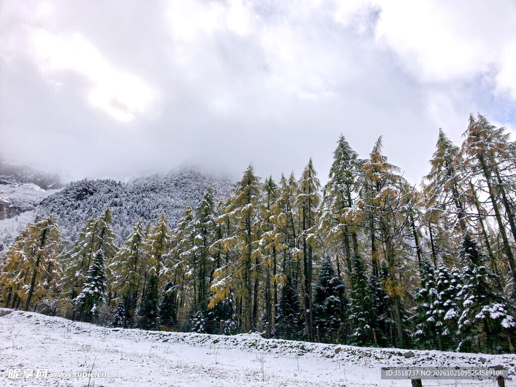 松林雪景