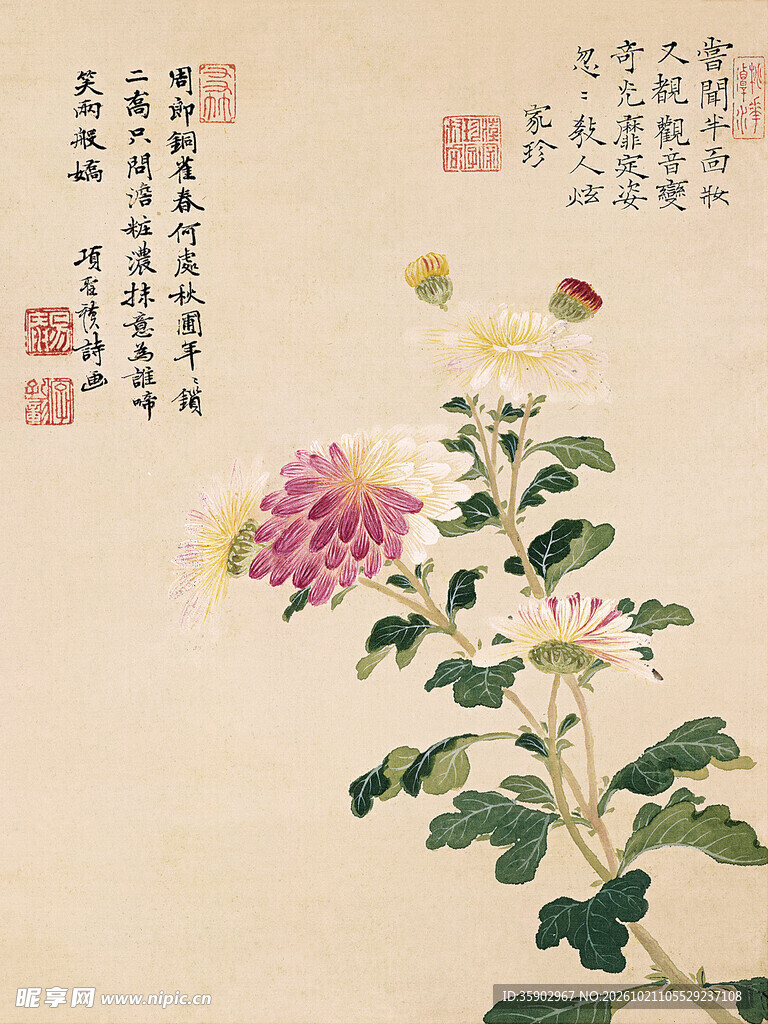 古风工笔菊花图