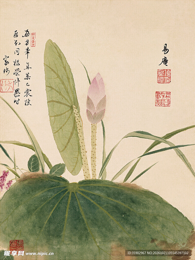 工笔荷花国画小品
