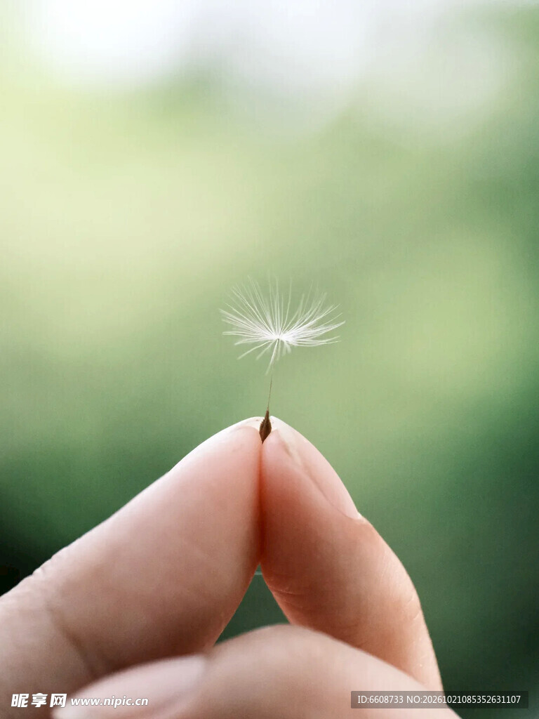 指尖的蒲公英种子