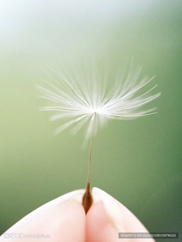 指尖上的蒲公英种子
