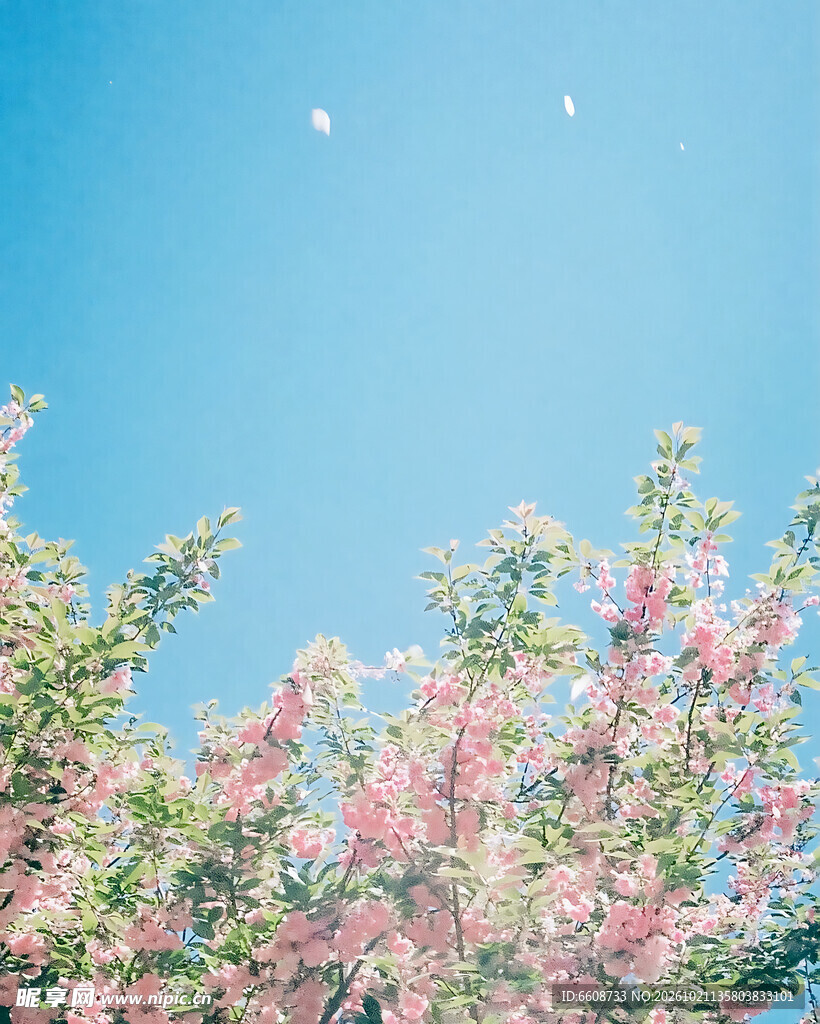 晴空下的春日粉花