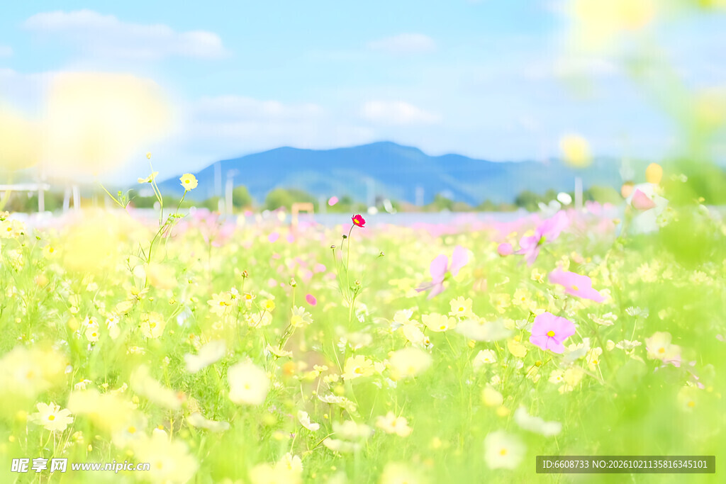 春日郊野花海美景