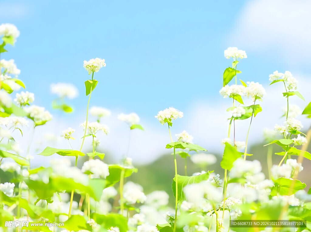 晴日郊野白花田