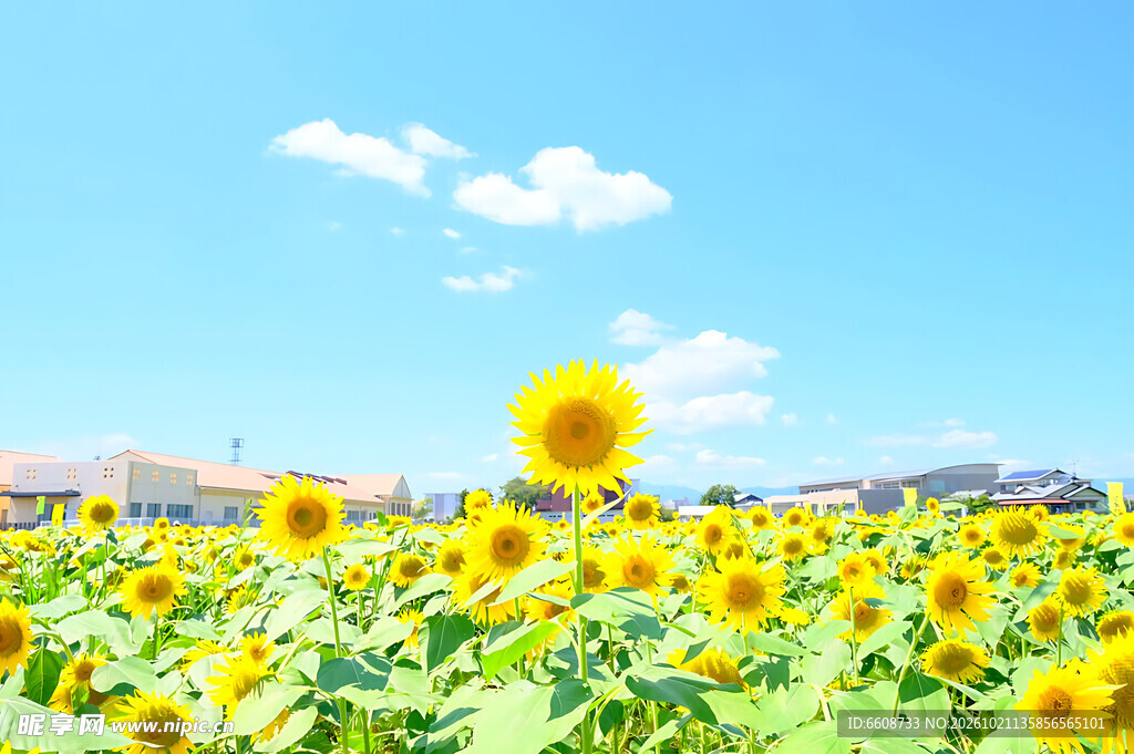 晴空下的向日葵花田