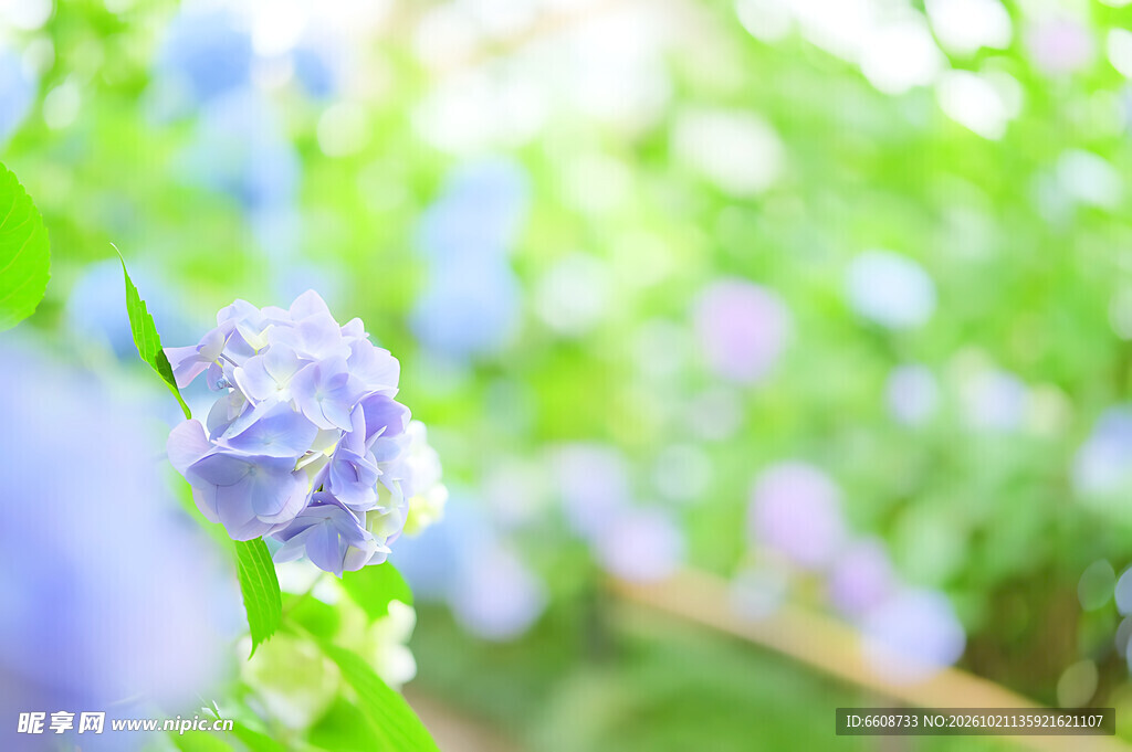 柔焦蓝花清新春日景致