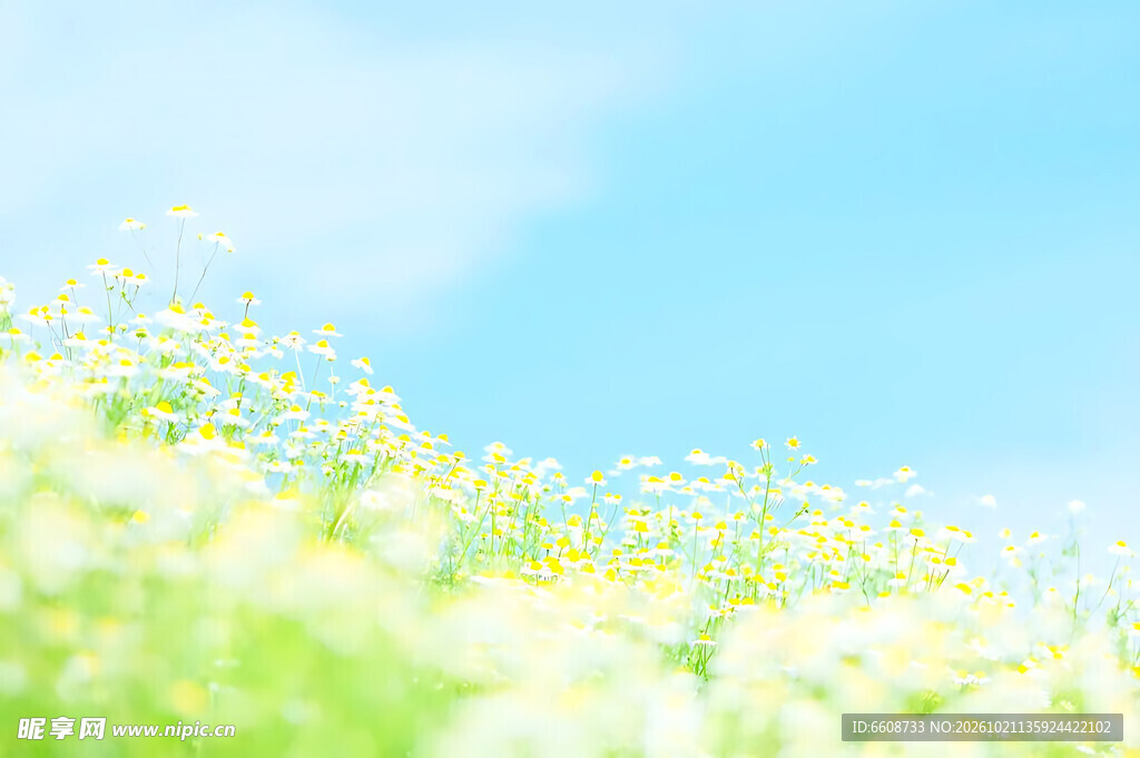 清新春日花田晴空
