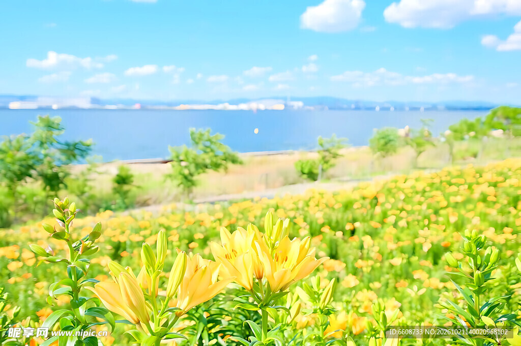 湖畔夏日清新郊野风光