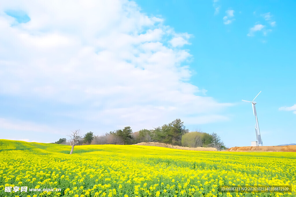 春日郊野油菜花田风光