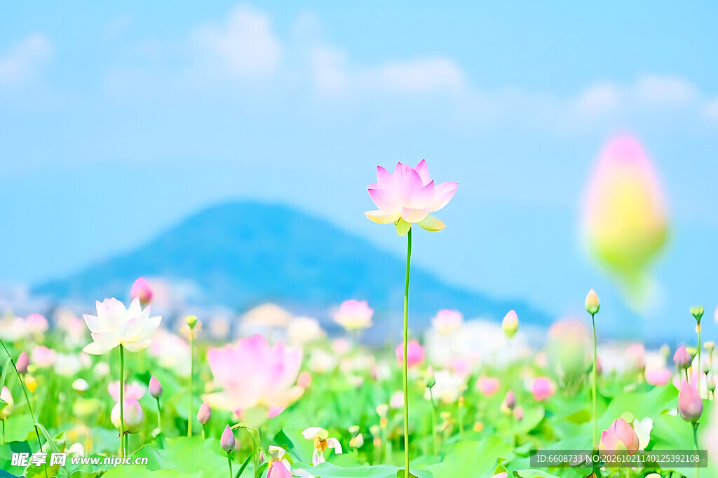 夏日荷塘清新美景