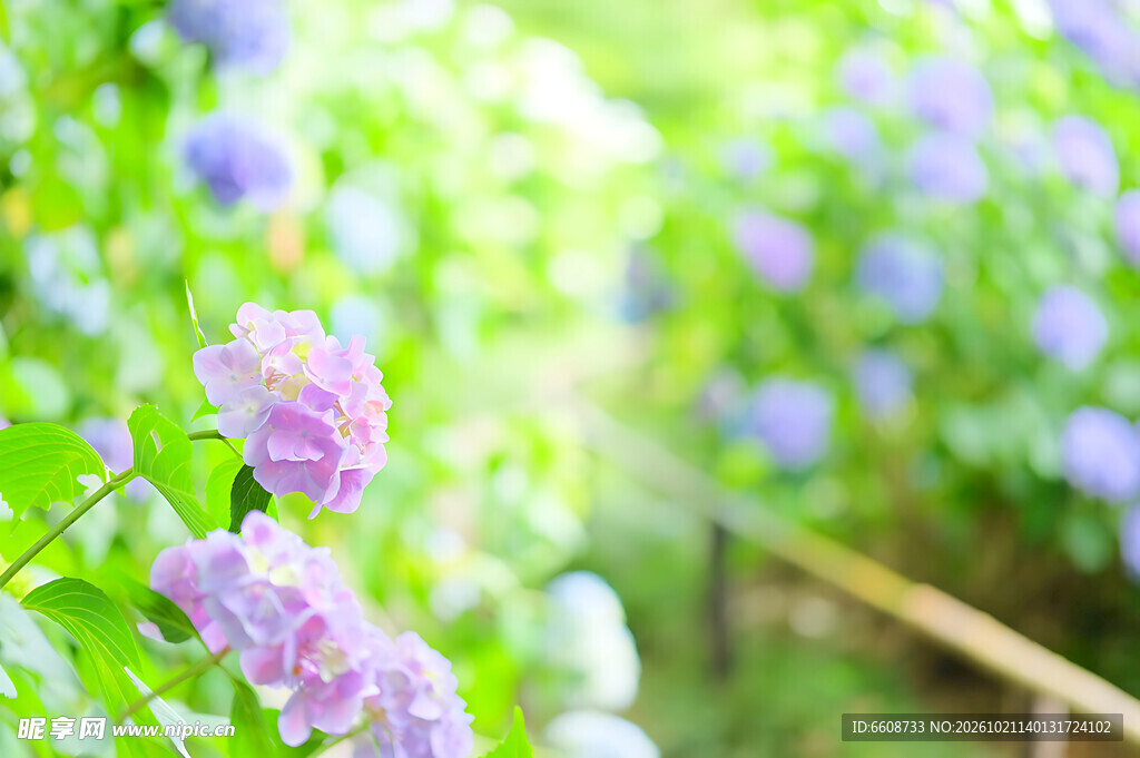 春日朦胧紫花散景