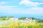 郊野夏日花海美景