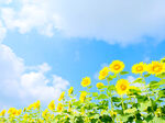 晴空下的向日葵花田