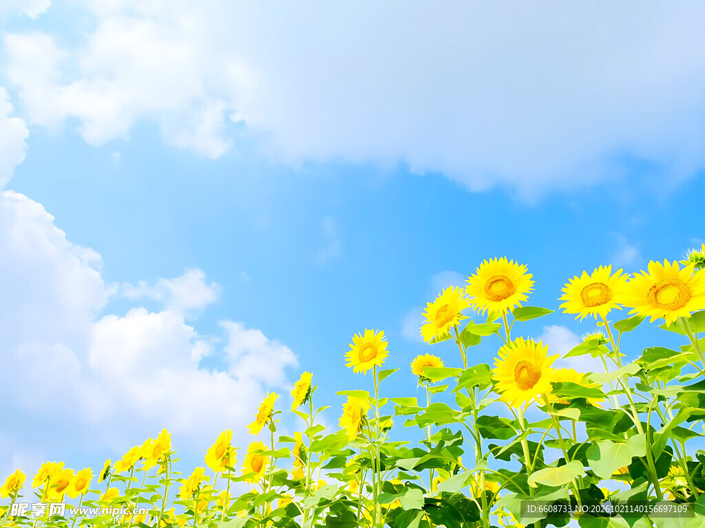 晴空下的向日葵花田