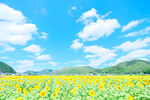 夏日向日葵花海美景
