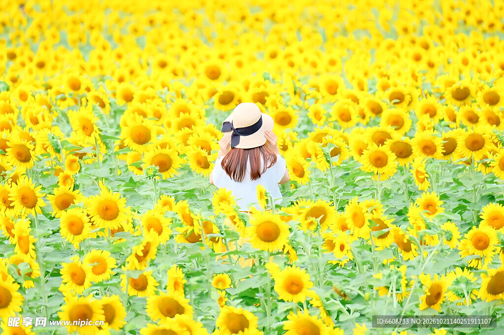 向日葵花海中的白衣女子