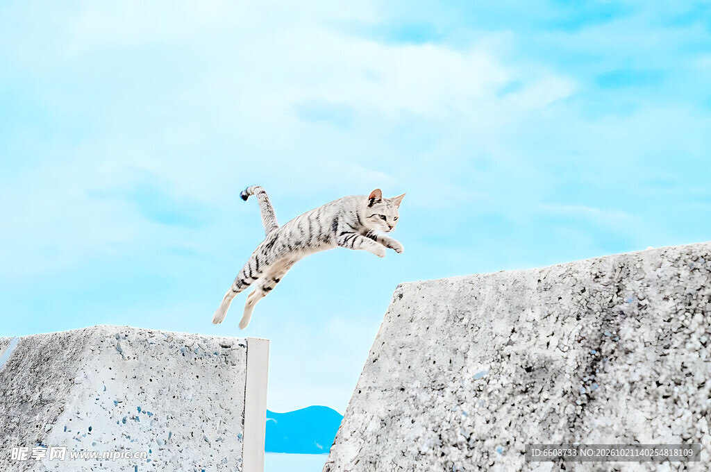 腾空跃起的猫咪