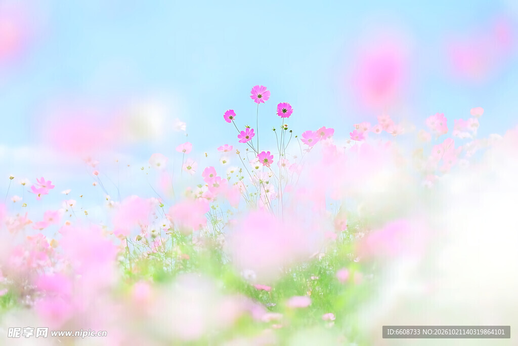 春日柔焦粉花清新背景
