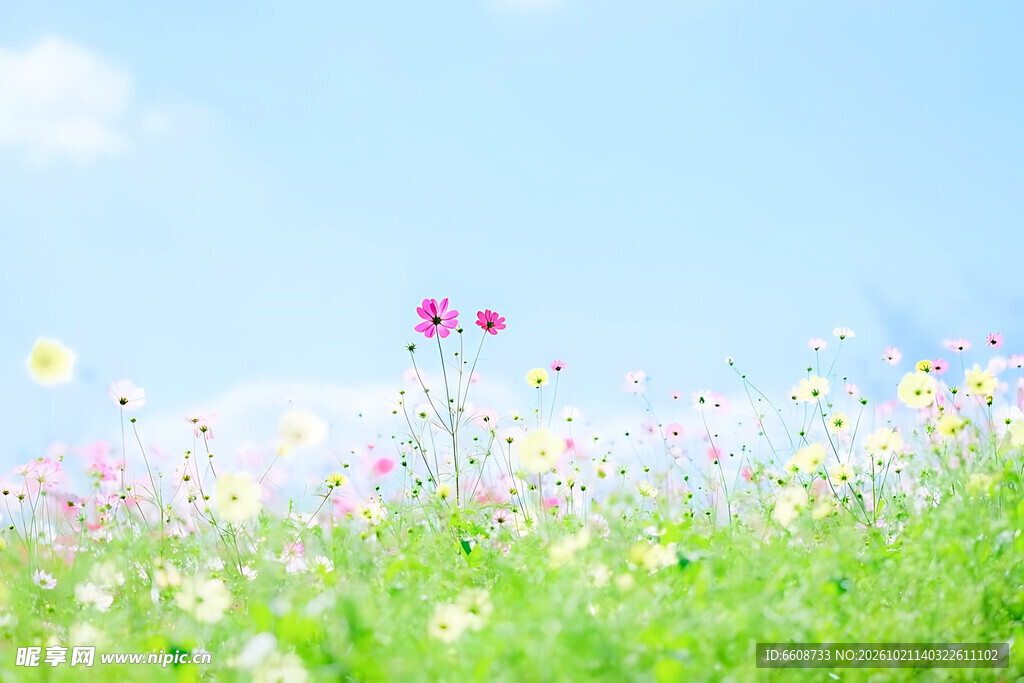 春日唯美花海晴空