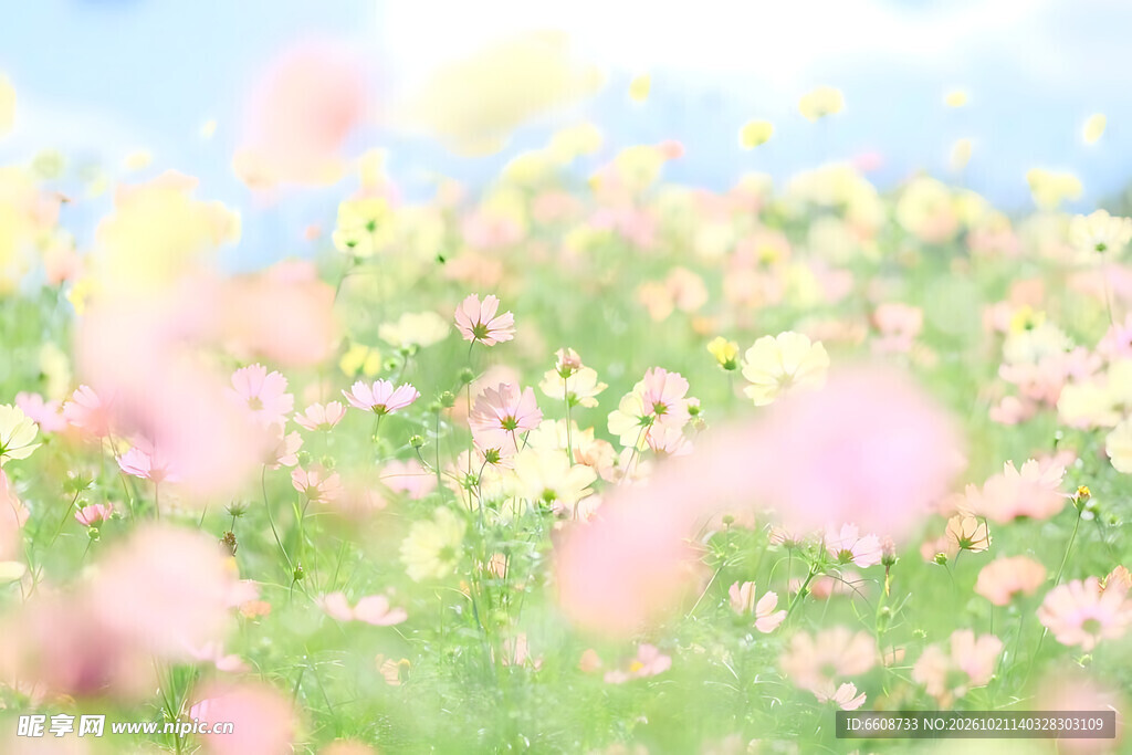 春日柔焦花田风光