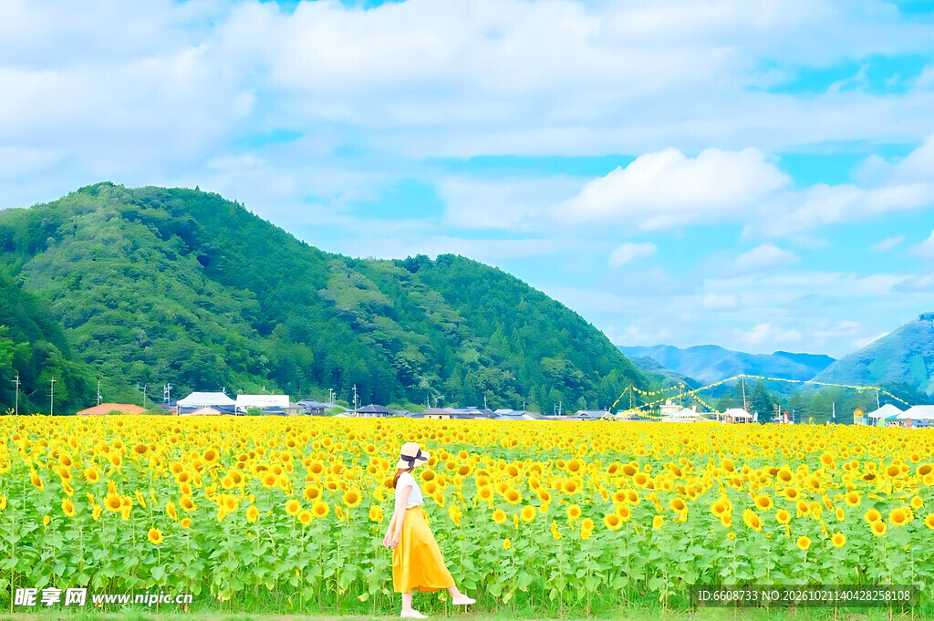 夏日向日葵花田漫步