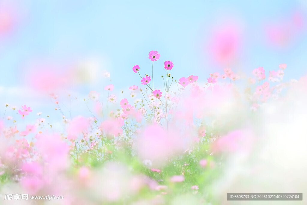 春日柔焦粉花清新背景