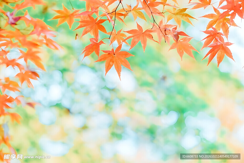 水彩风朦胧秋枫背景
