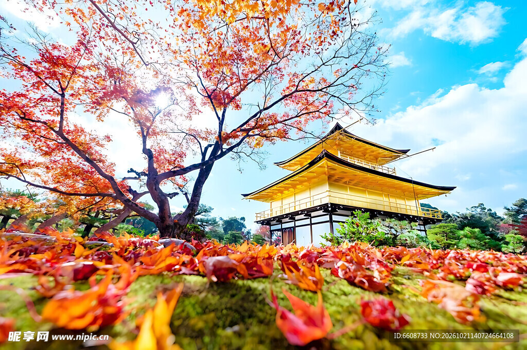 日式古寺秋日红枫美景
