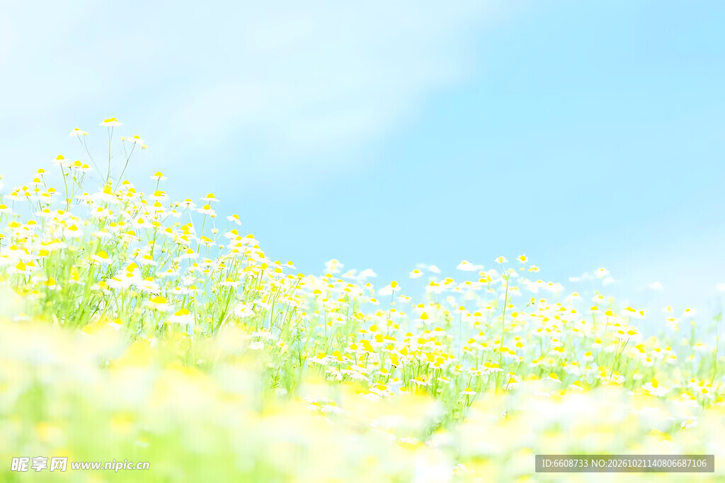 清新春日花田美景