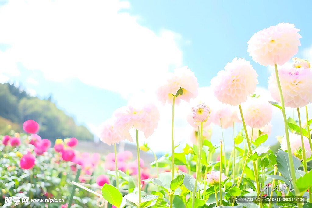 晴空下的唯美花田