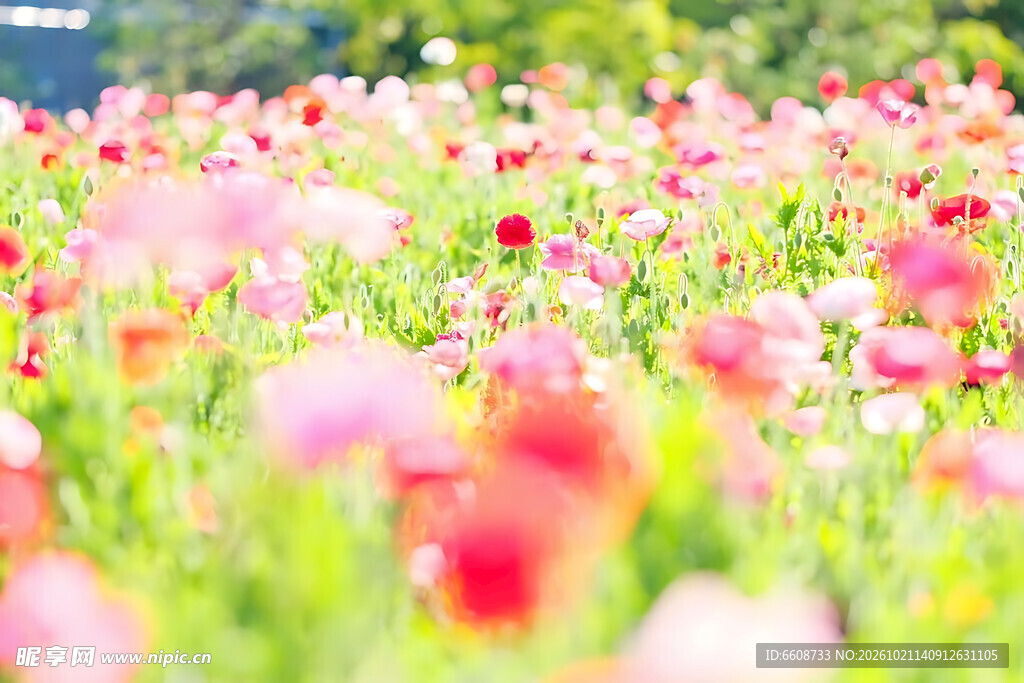 春日朦胧唯美花田