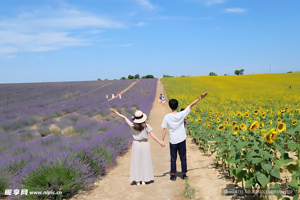 情侣漫步夏日花田