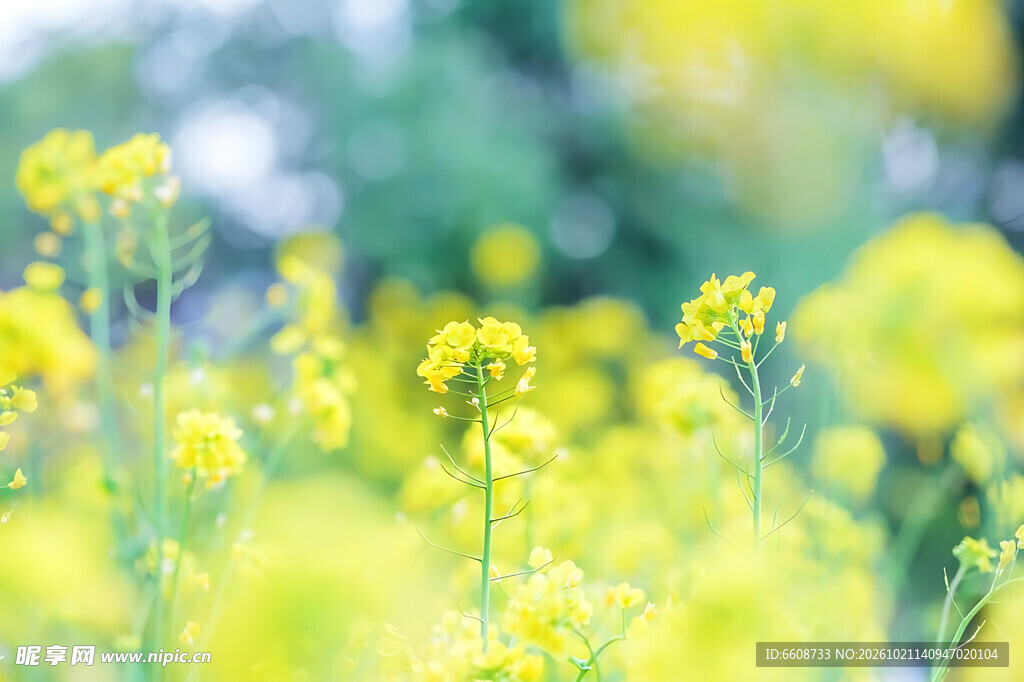 柔焦春日黄花风光