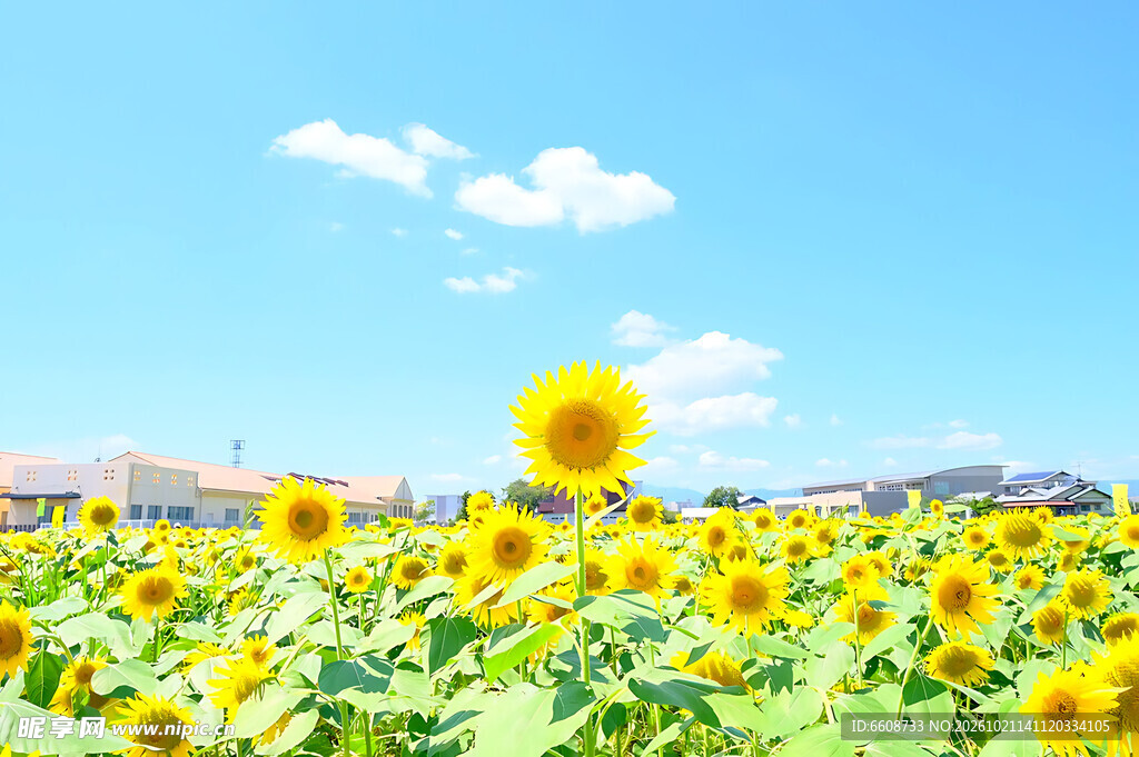 晴空下的向日葵花田