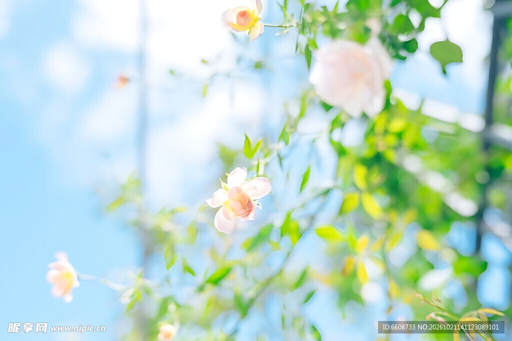 晴空朦胧花影