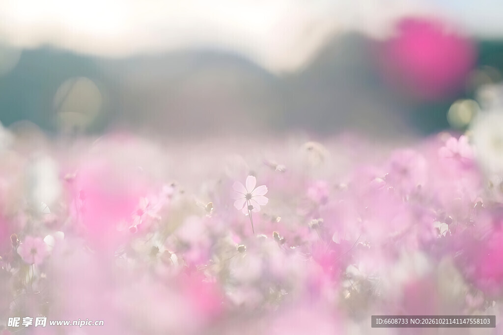 春日朦胧粉花山野风光
