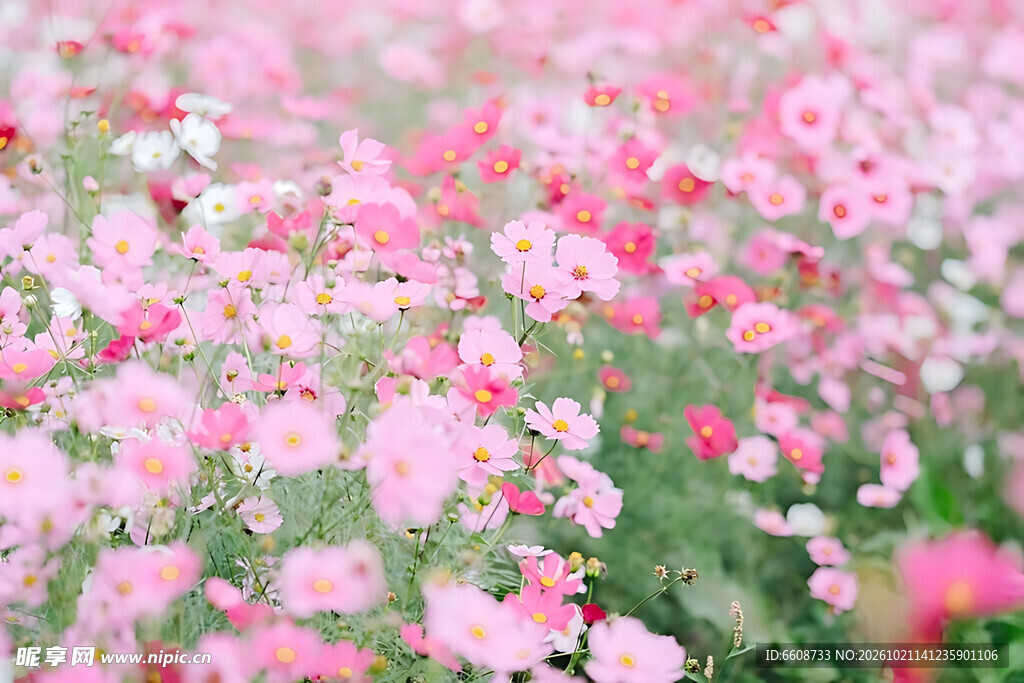柔焦粉色花田