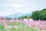 春日花田出游