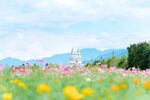 郊野花海田园风光
