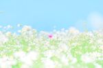 春日花田清新风光