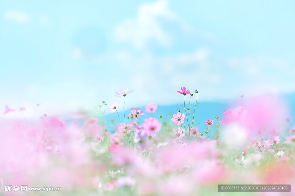 春日花海唯美风景