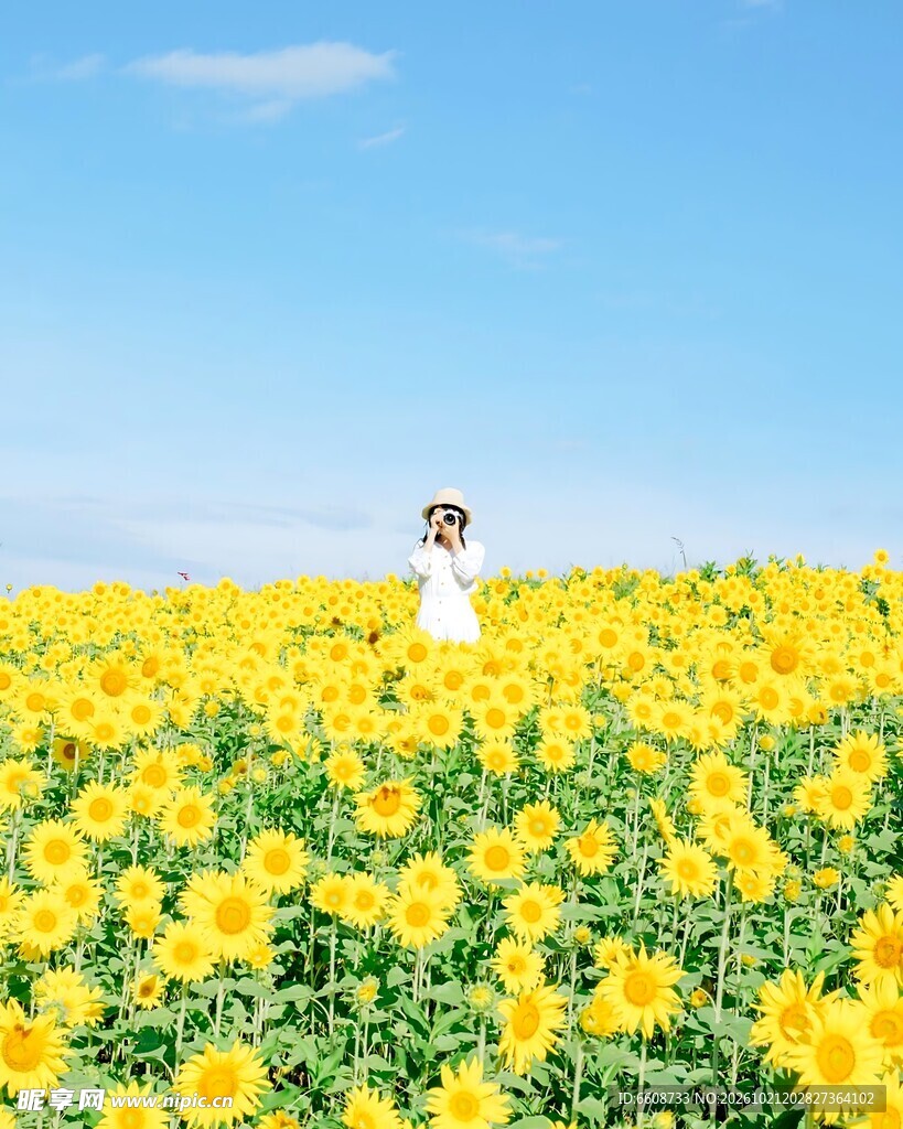 向日葵花田中的白衣少女