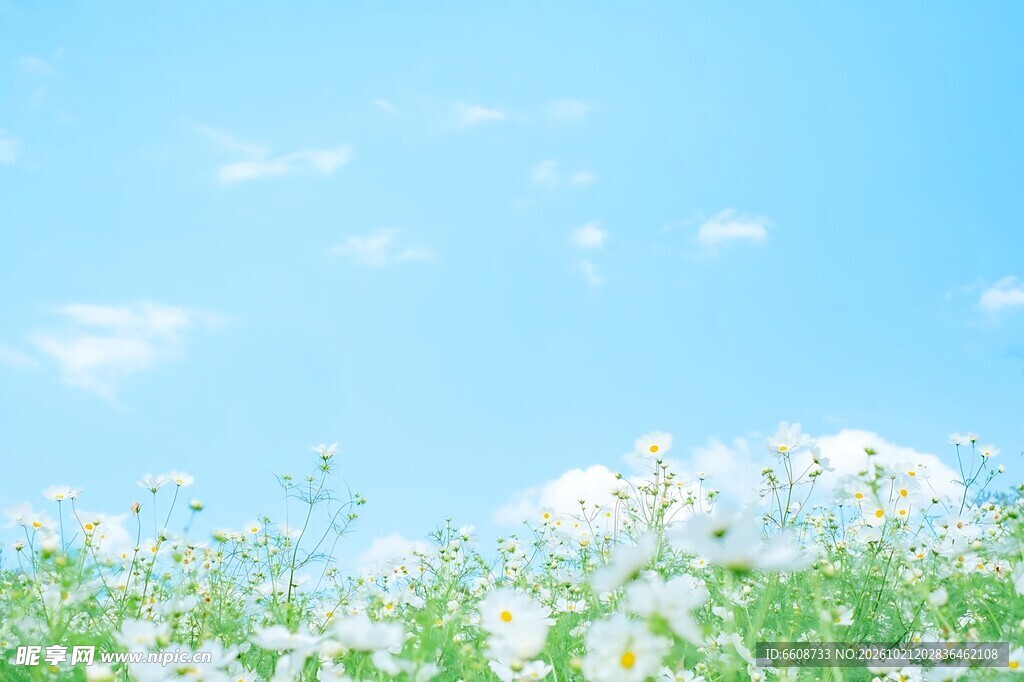 晴空下清新花草风景