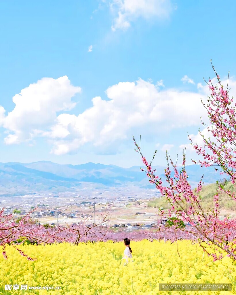 春日郊野花海美景