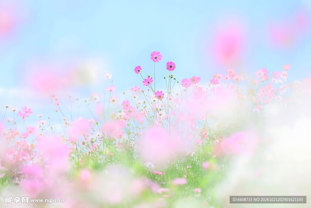 春日粉花朦胧清新背景