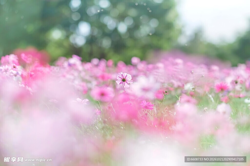 春日粉花水面倒影