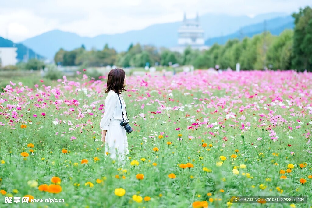 花田中的白衣少女