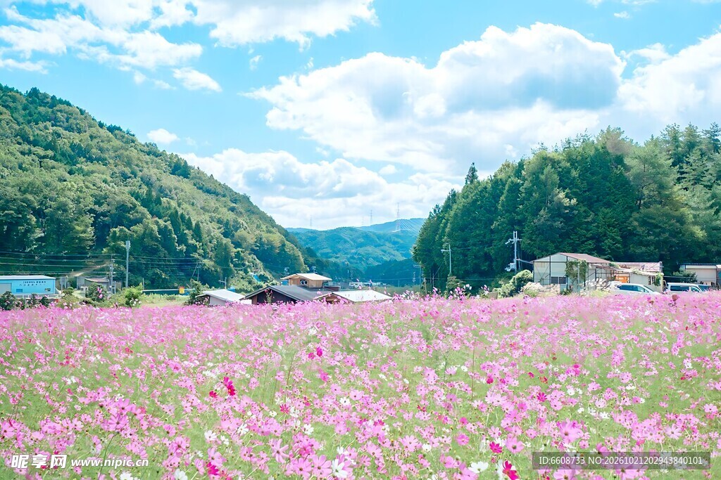 春日山野粉红花海