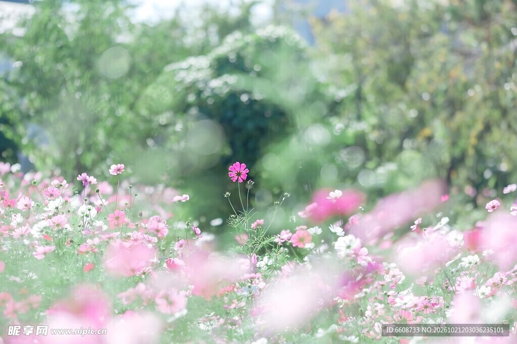 朦胧春日花树风景